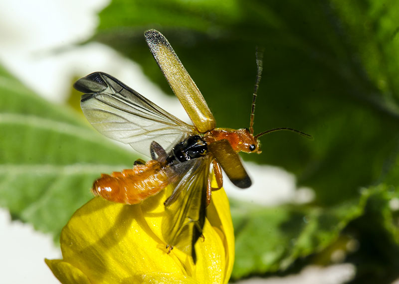 Cantharidae: Cantharis livida